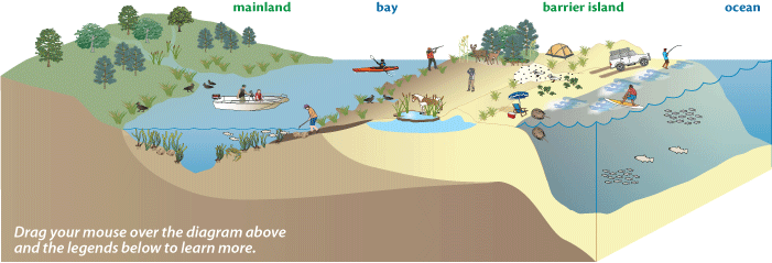 Conceptual diagram of a barrier island