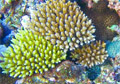 coral_reefs_and_climate_change link thumbnail