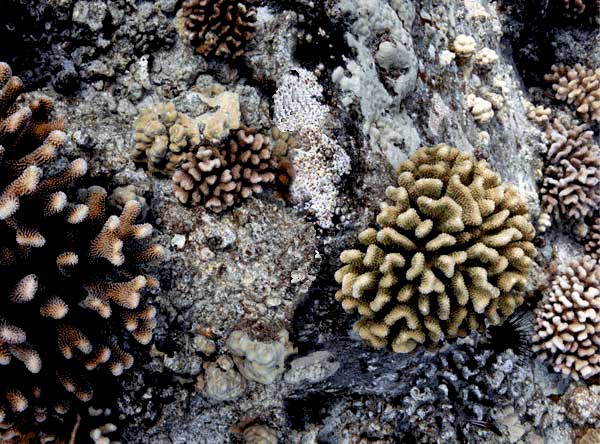 coral types quadrat