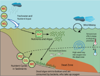 diagram of how ecologists study dead zones