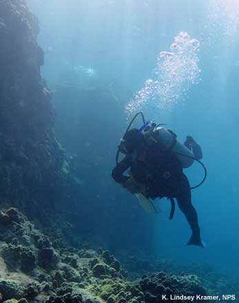 diver counting fish on a reef