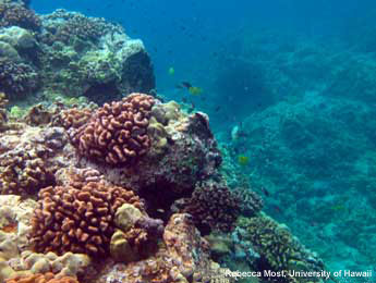 Coral reef in KAHO