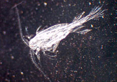 plankton_-_aquatic_drifters link thumbnail