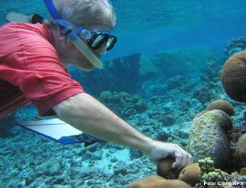scientist counting juvenile coral on a reef