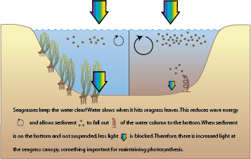 Seagrass Flow Diagram
