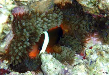 tomato clownfish on a sea anemone